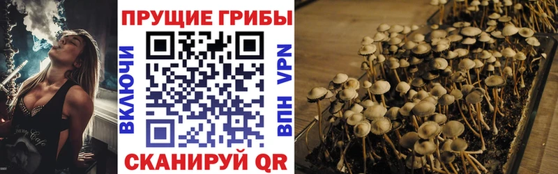 ссылка на мегу вход  Лахденпохья  Псилоцибиновые грибы Psilocybe 